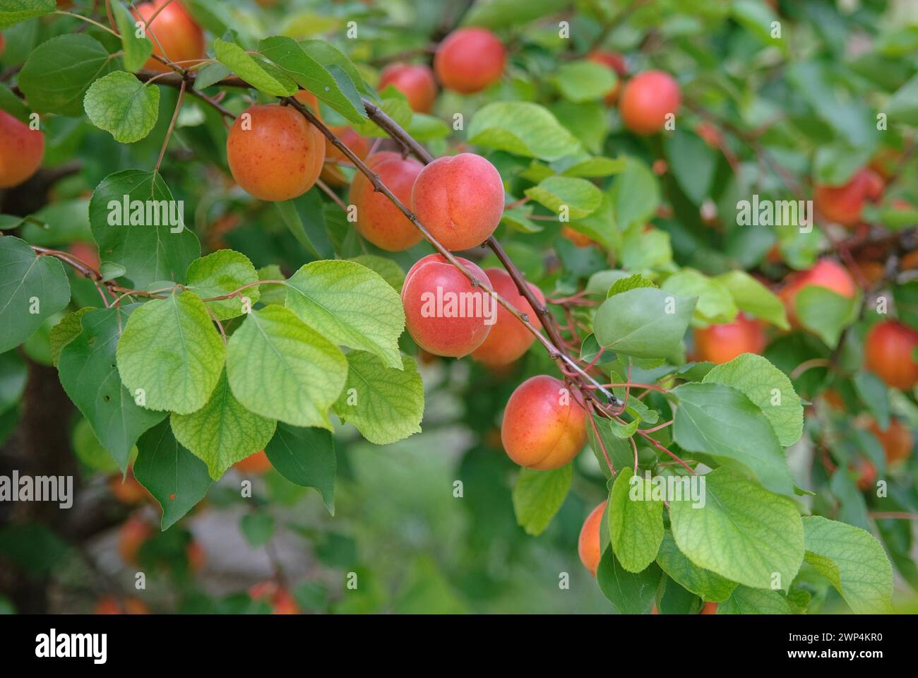 Albicocche (Prunus armeniaca 'Pinkcot'), BS Schreiber, Poysdorf, 14 Foto Stock