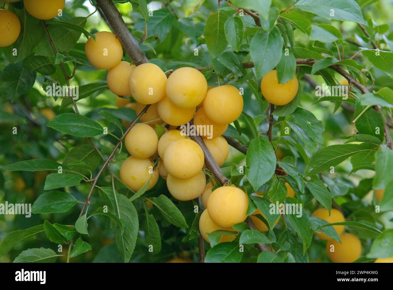 Myrobolanes (Prunus cerasifera), Laussnitz, 81 Foto Stock