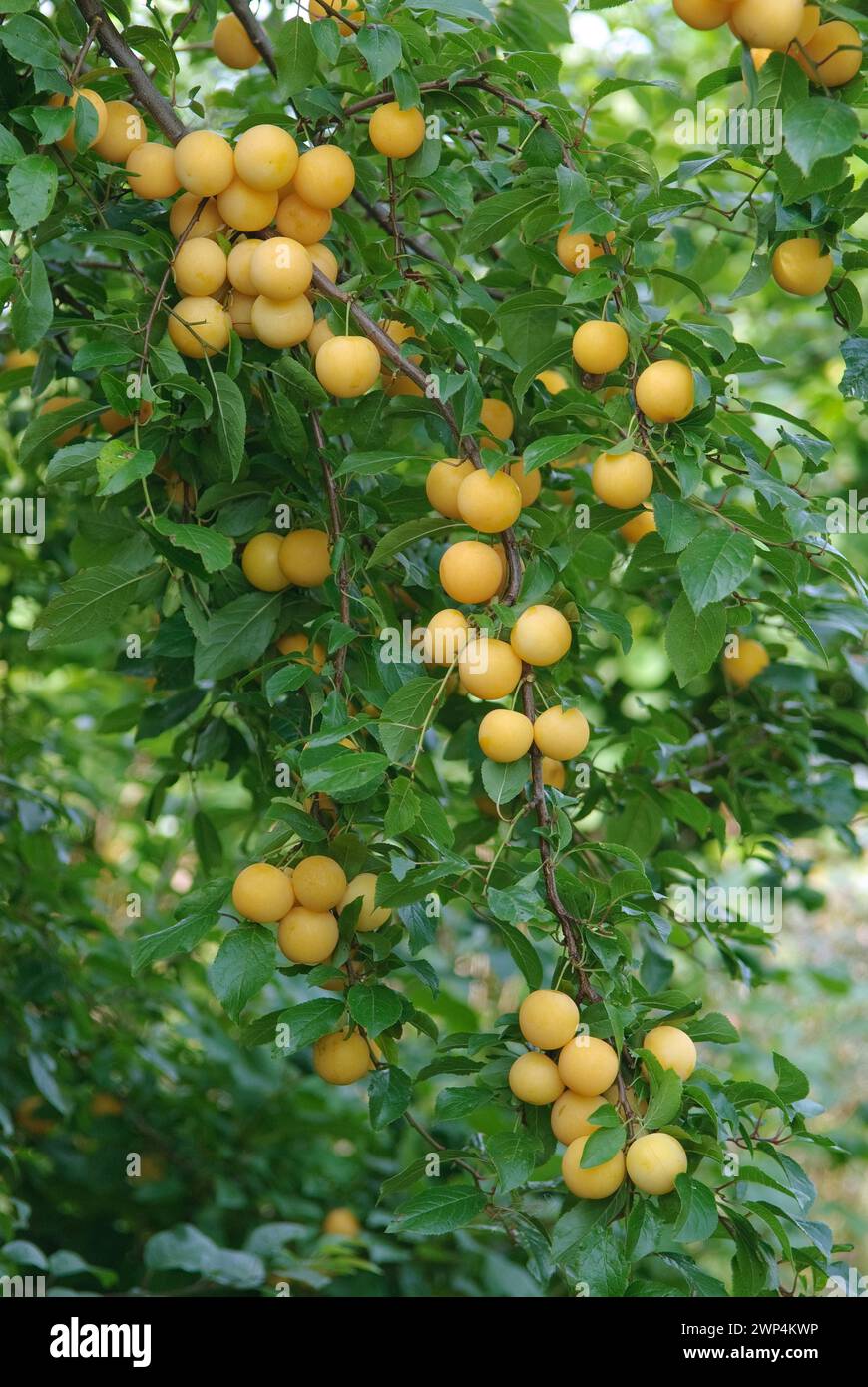 Myrobolanes (Prunus cerasifera), Laußnitz, 81 Foto Stock