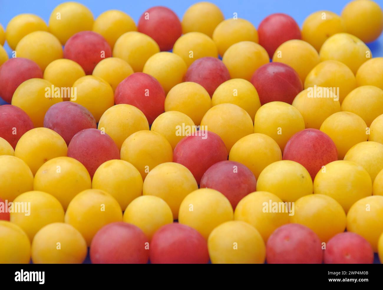 Myrobolanes (Prunus cerasifera), Laussnitz, 81 Foto Stock