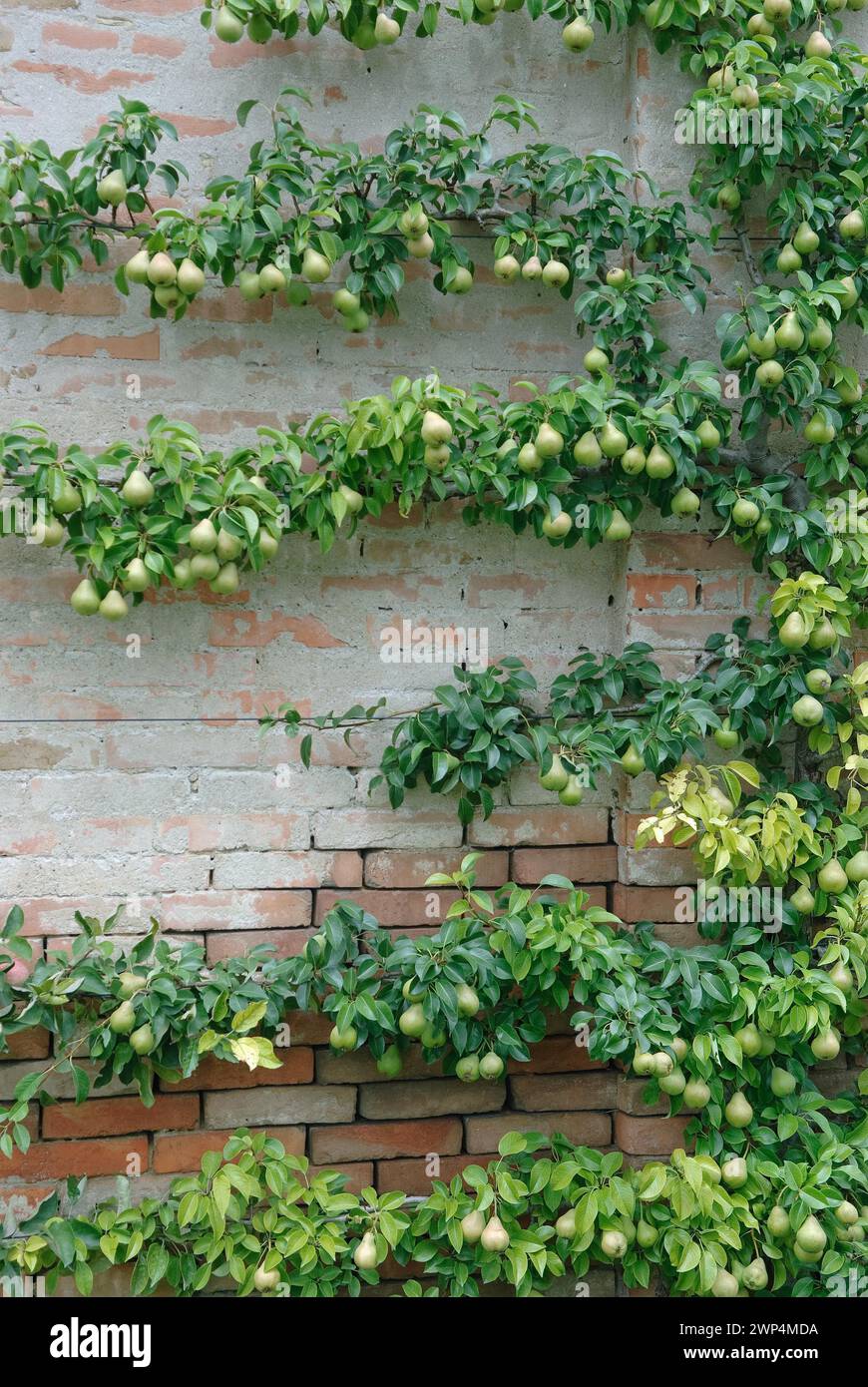 Pere trellis (Pyrus communis), Poysdorf, 14 Foto Stock