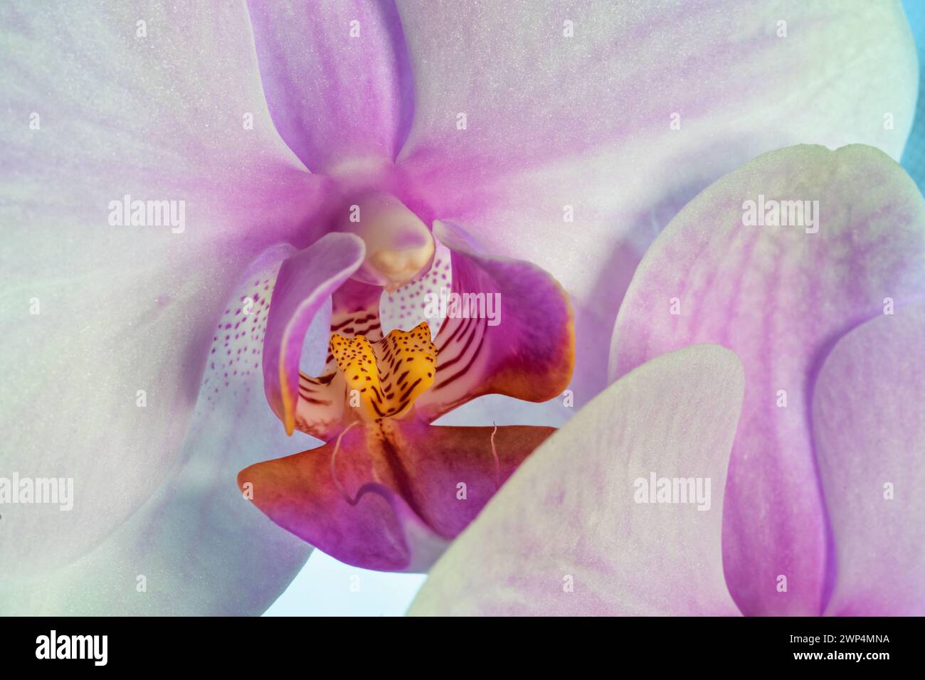 Primo piano di una Phalaenopsis rosa e bianca, orchidea. Foto Stock