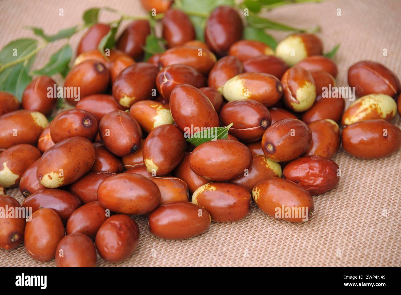 Data cinese (Ziziphus jujuba "Meimizao") Foto Stock