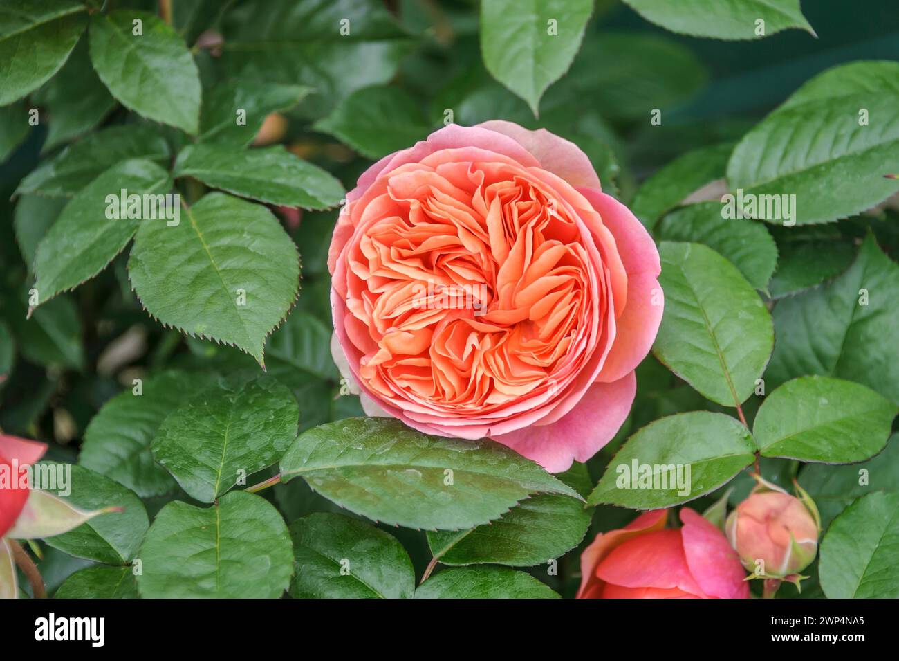 Rosa nobile (Rosa 'Chippendale'), Rosen Tantau, Uetersen, Schleswig-Holstein, Germania Foto Stock