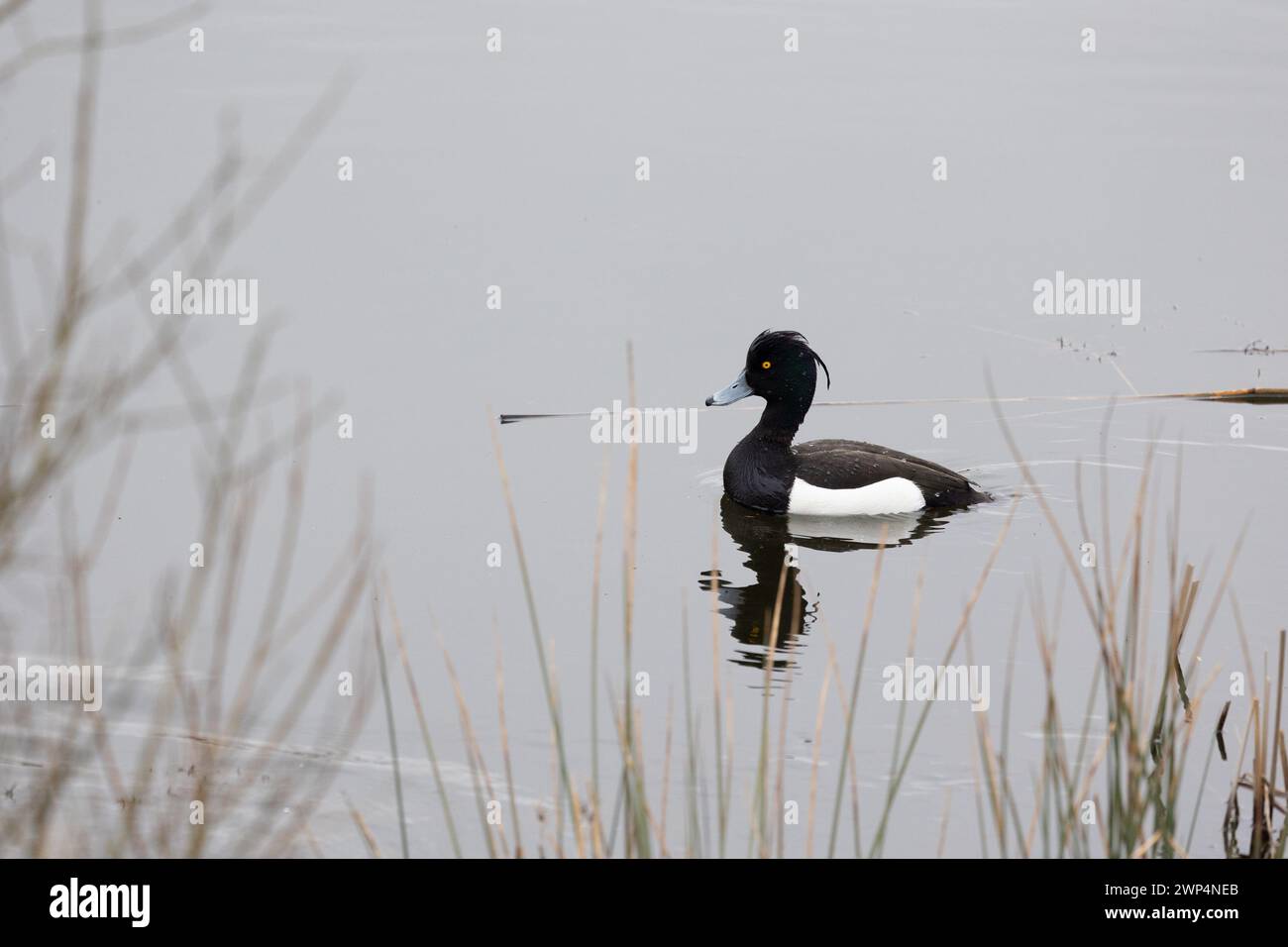 Anatra Tufted (Aythya fuligula) sull'acqua, Yorkshire, Regno Unito in primavera Foto Stock