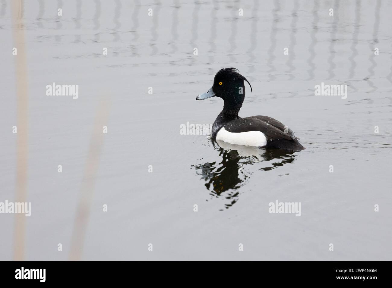 Anatra Tufted (Aythya fuligula) sull'acqua, Yorkshire, Regno Unito in primavera Foto Stock