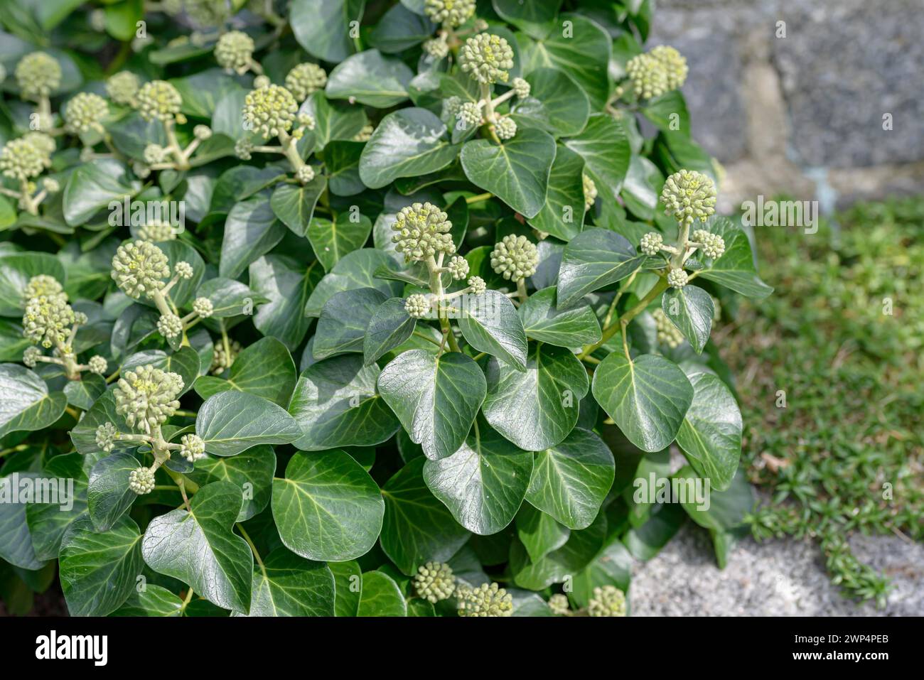 Arbusti edera (Hedera hibernica 'Arbori Compact'), Anchers Havecenter, Laussnitz, Sassonia, Germania Foto Stock