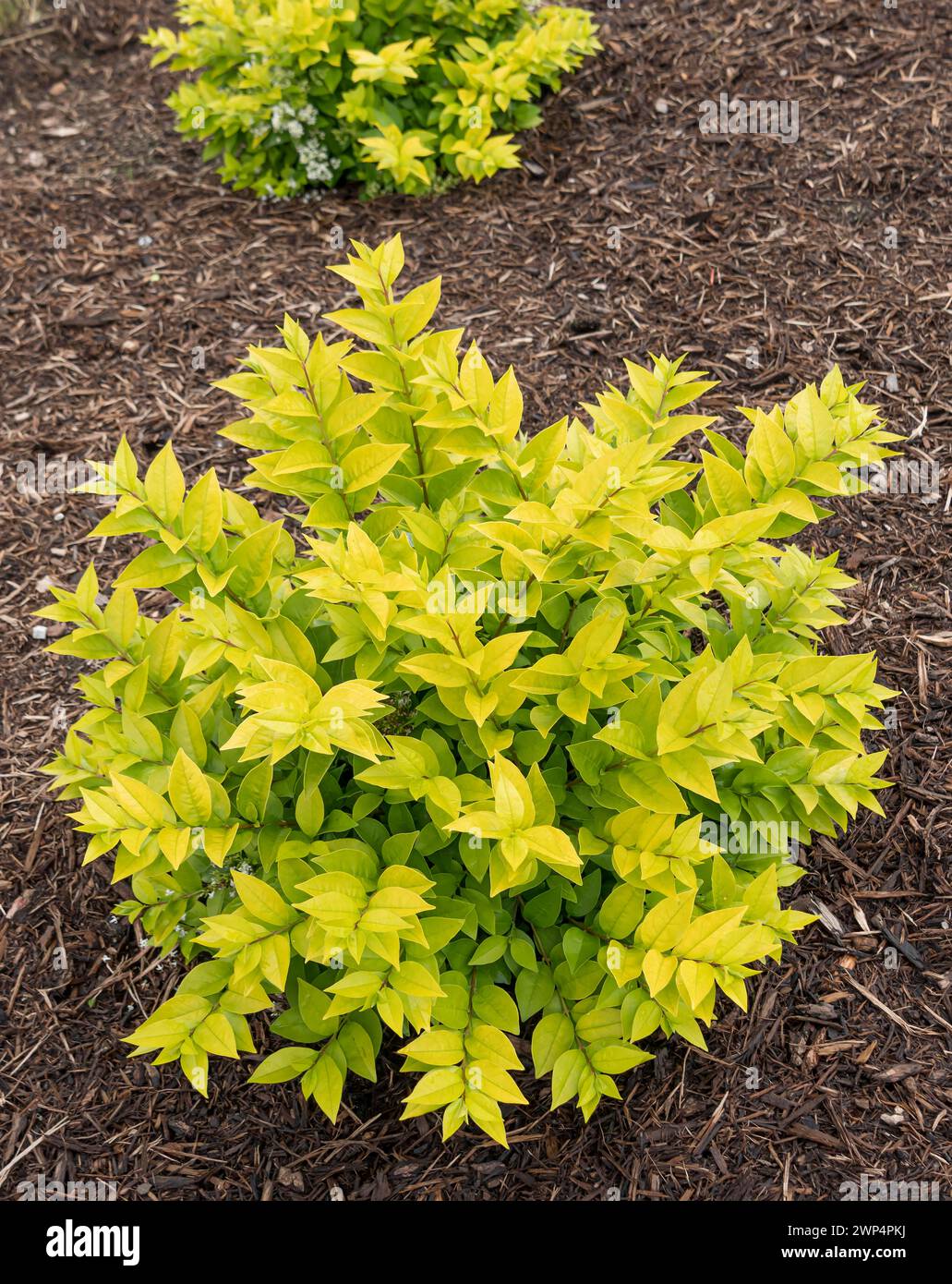 Privet (Ligustrum GOLDEN TICKET), Anchers Havecenter, Grand Haven, Michigan, Stati Uniti d'America Foto Stock