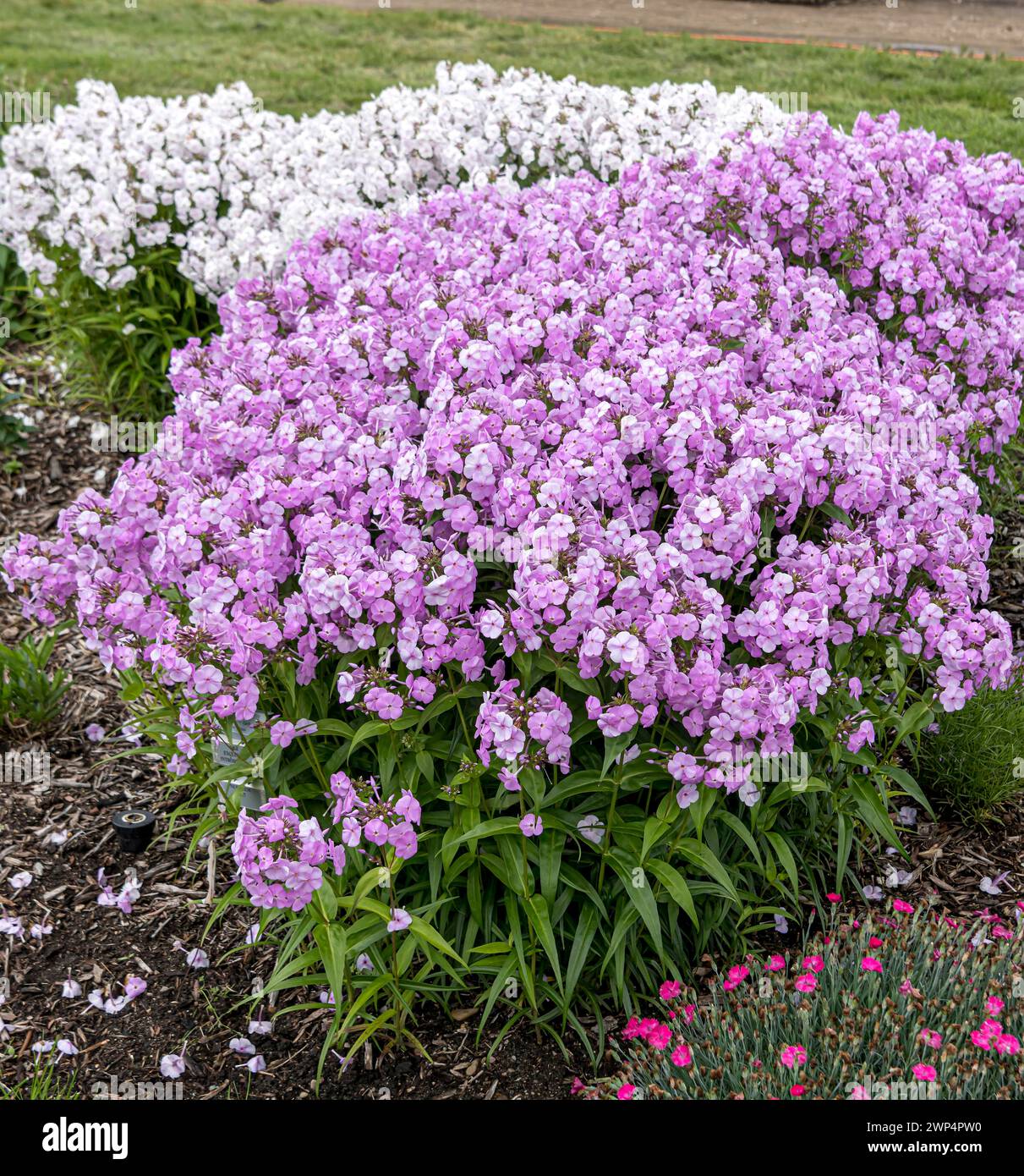 Perennial phlox (Phlox FASHIONABLY EARLY PRINCESS), Anchers Havecenter, Zelanda, Michigan, Stati Uniti d'America Foto Stock