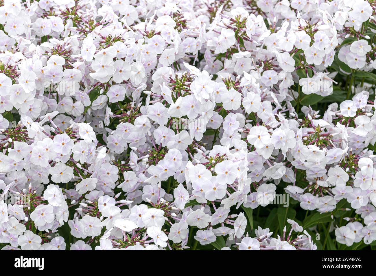 Perennial phlox (Phlox FASHIONABLY EARLY CRYSTAL), Anchers Havecenter, Zeeland, Michigan, Stati Uniti d'America Foto Stock