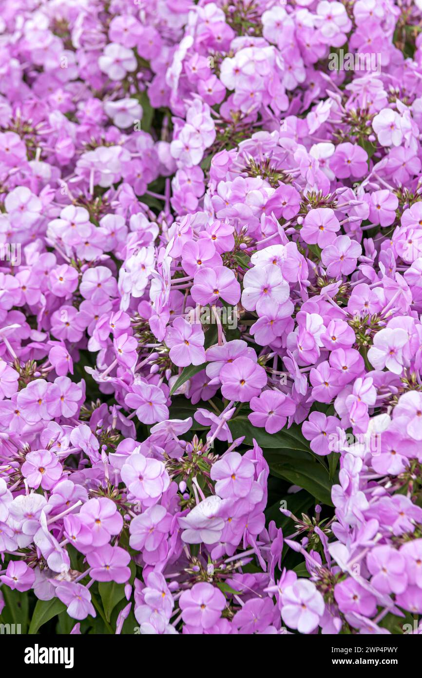 Perennial phlox (Phlox FASHIONABLY EARLY PRINCESS), Anchers Havecenter, Zelanda, Michigan, Stati Uniti d'America Foto Stock