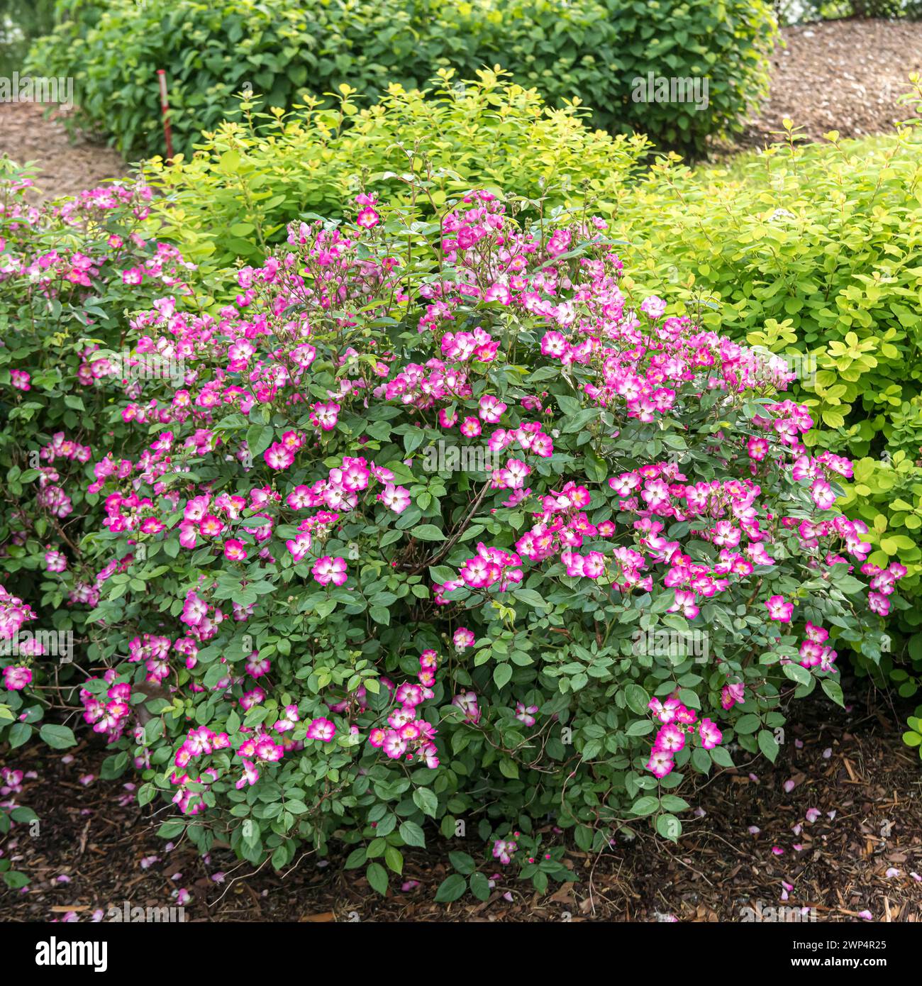 Rosa arbusto (Rosa OSO HAPPY SMOOTHIE), Anchers Havecenter, Grand Haven, Michigan, Stati Uniti d'America Foto Stock