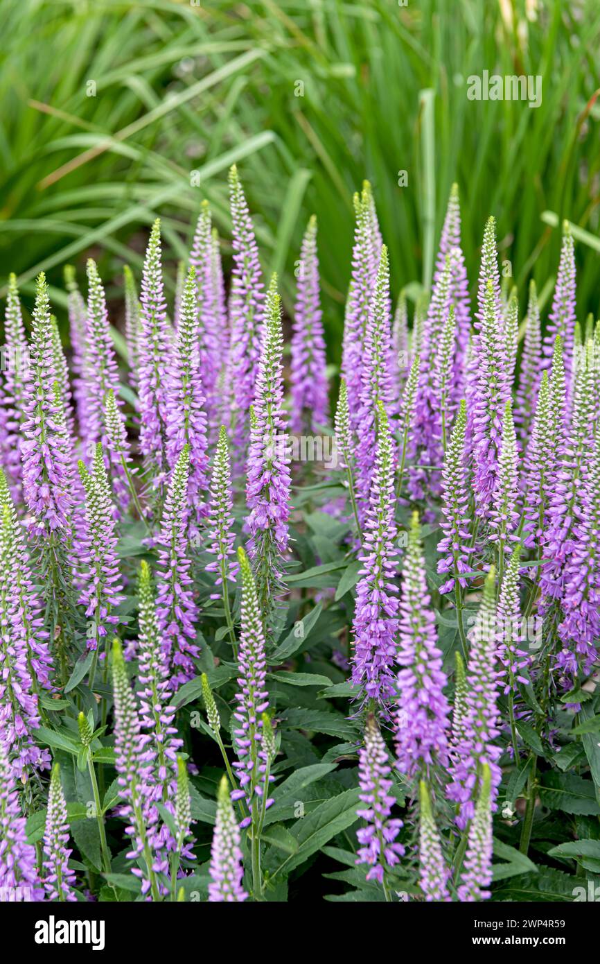 Speedwell (Veronica LAVENDER LIGHTSABER), Anchers Havecenter, Zelanda, Michigan, Stati Uniti d'America Foto Stock