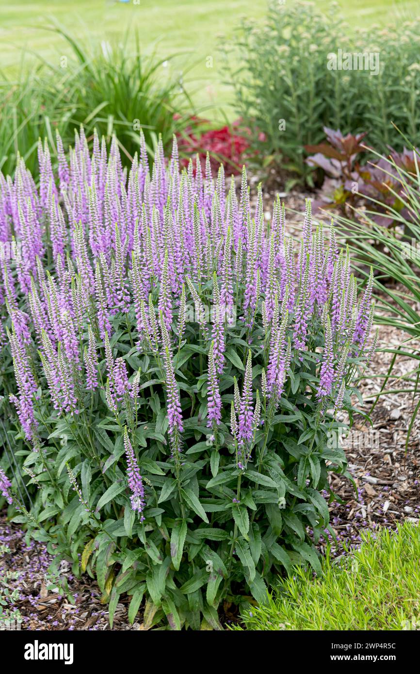 Speedwell (Veronica LAVENDER LIGHTSABER), Anchers Havecenter, Zelanda, Michigan, Stati Uniti d'America Foto Stock