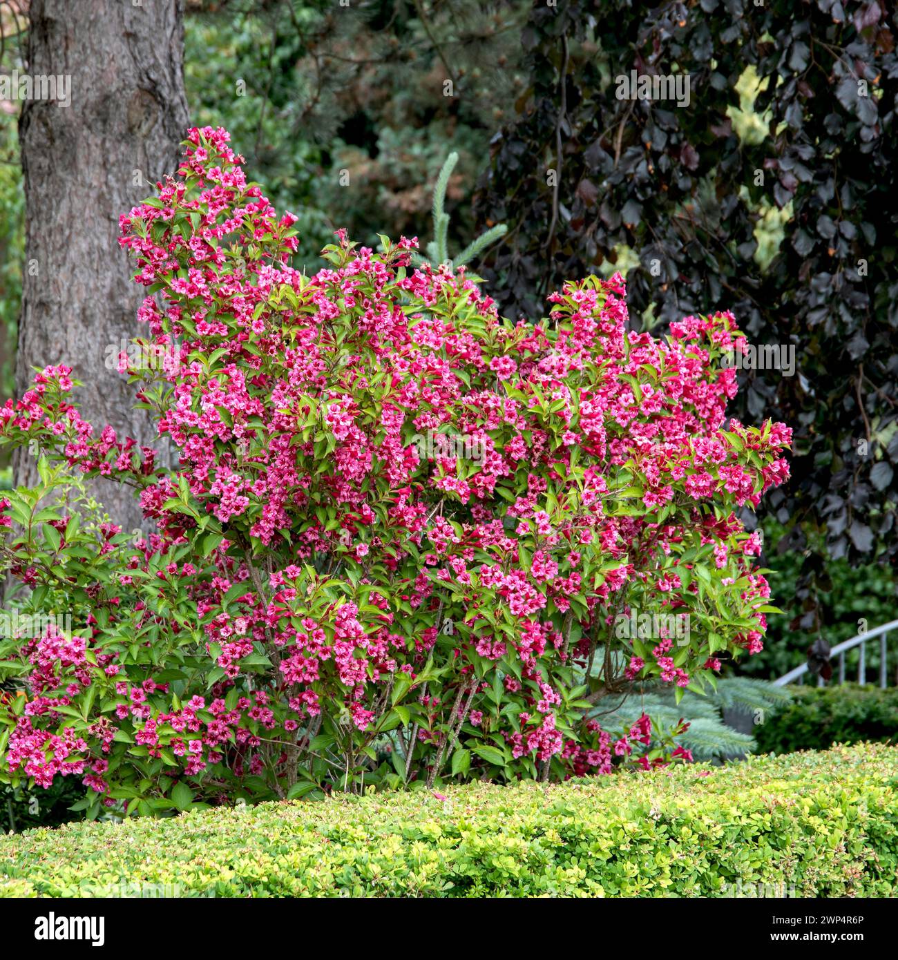 Weigela (Weigela 'Bristol Ruby'), Anchers Havecenter, Bautzen, Sassonia, Germania Foto Stock