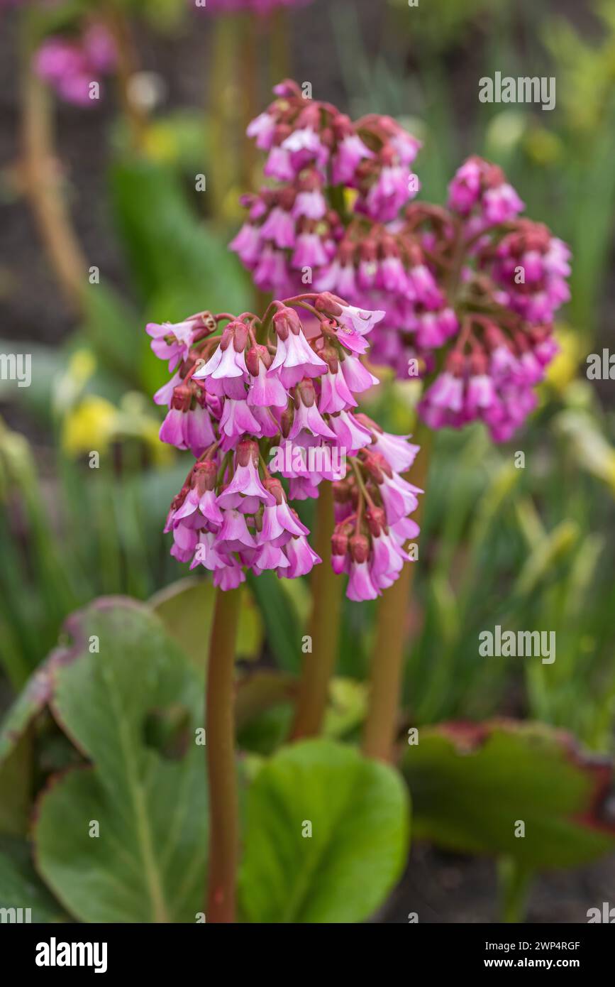Bergenia cordifolia 'Eroica' (Bergenia cordifolia 'Eroica'), IGA 2017, Germania Foto Stock