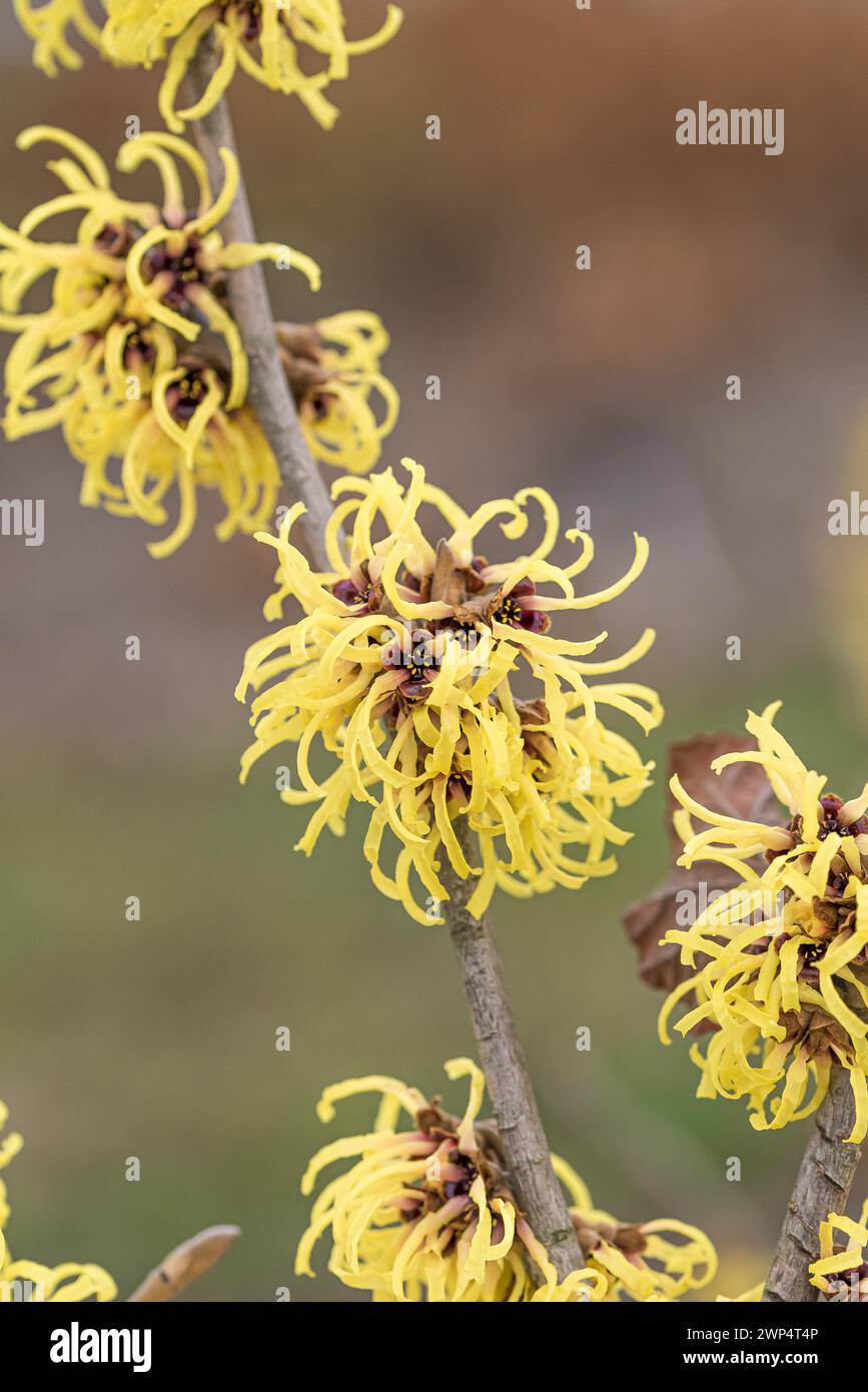 Amelis x intermedia 'Primavera', Istituto statale sassone per L, Germania Foto Stock