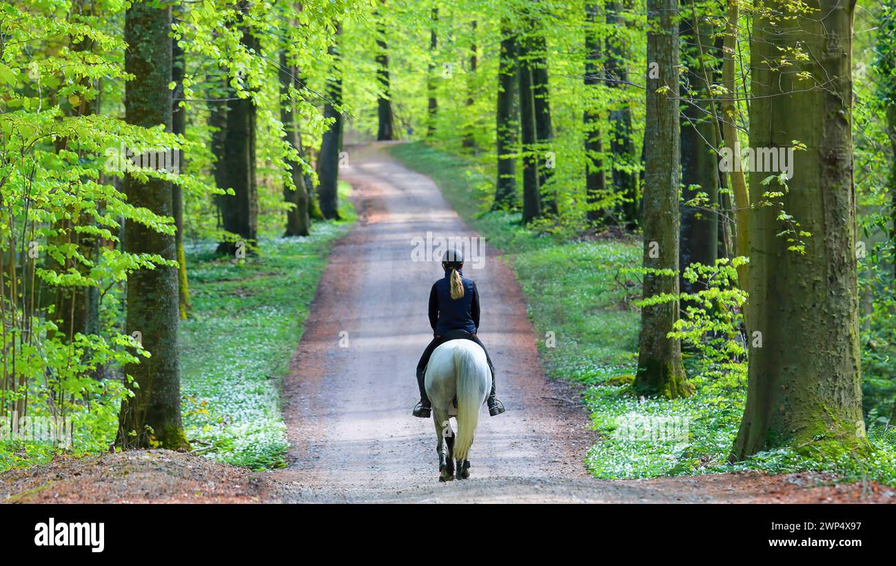 Equitazione in una foresta in Danimarca Foto Stock