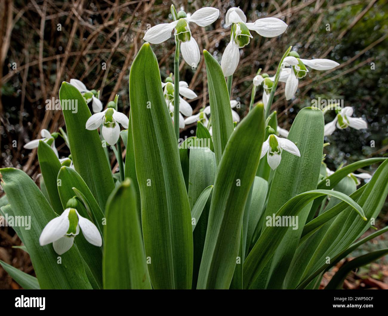 Gruppo di gocce di neve (Galanthus sp.) In giardino nella Virginia centrale a metà febbraio. Foto Stock