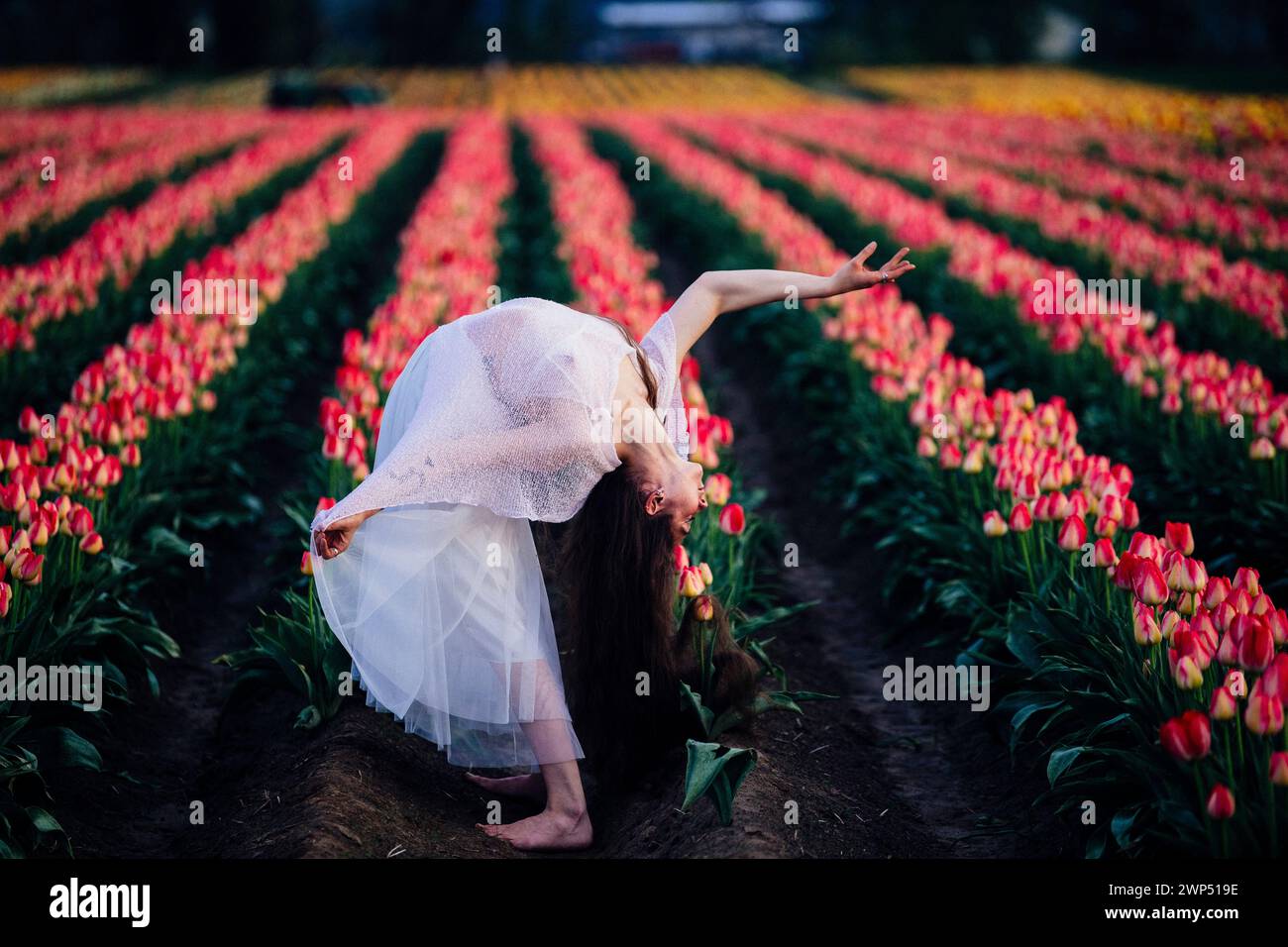 Bruna a pelo lungo che si piega all'indietro in un vasto campo di tulipani Foto Stock