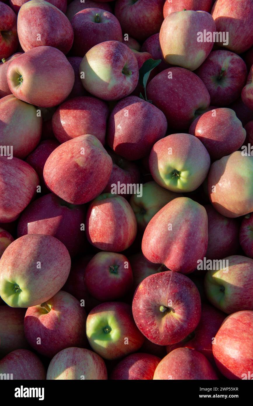 Mele appena raccolte pronte per la spedizione Foto Stock