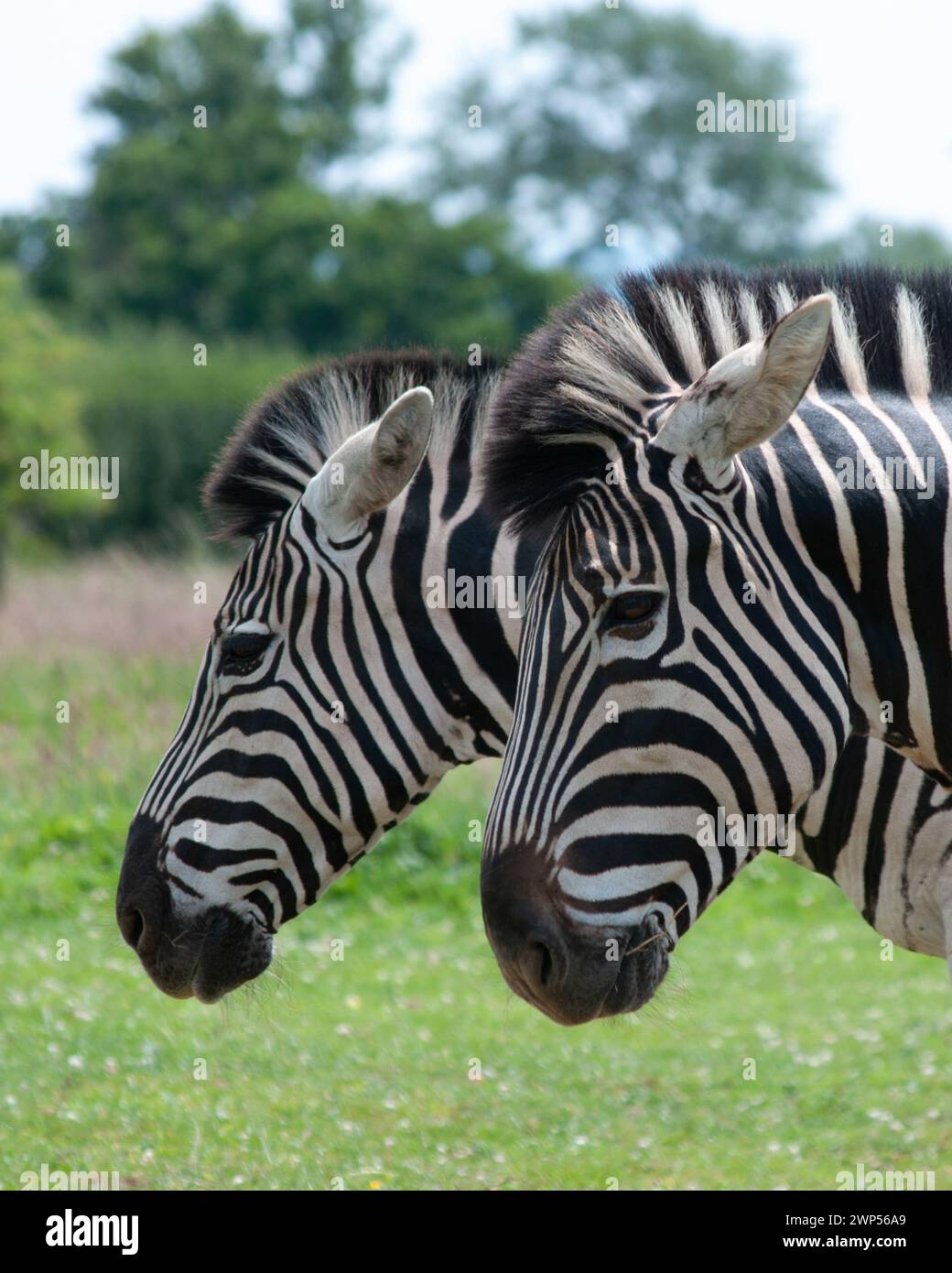 Due zebre in piedi fianco a fianco. Solo per attirare l'attenzione sui segni a strisce. Foto Stock