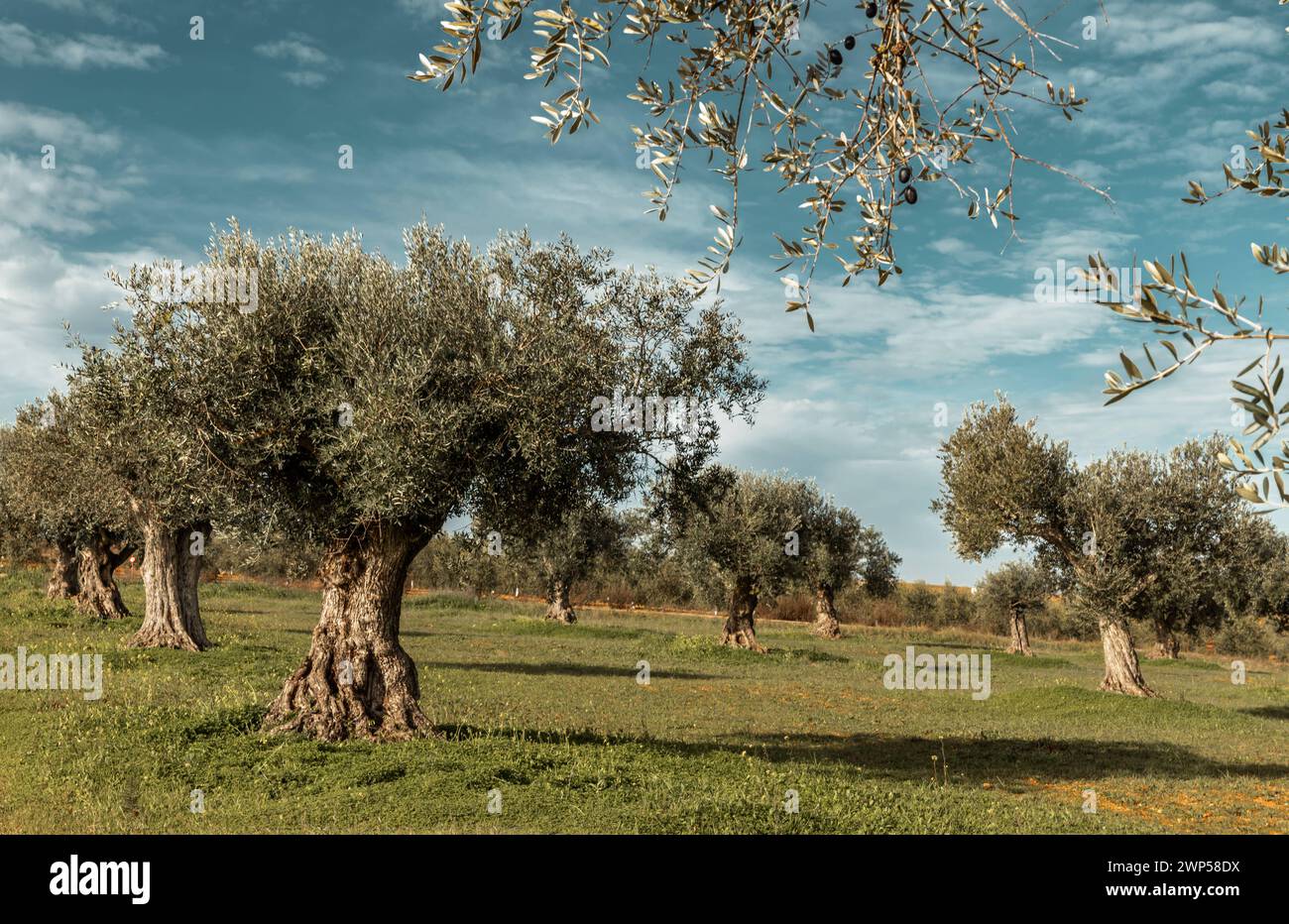 Portogallo paesaggio degli oliveti in inverno stagione della raccolta degli ulivi nella campagna di Alentejo Portogallo Foto Stock