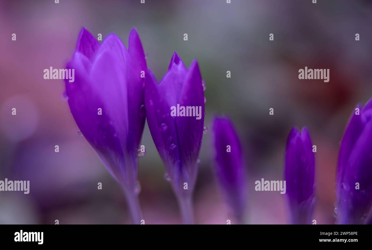 La natura Primavera Sfondi un primo piano sfocato verticale di fiore di cocco viola con gocce di pioggia Foto Stock