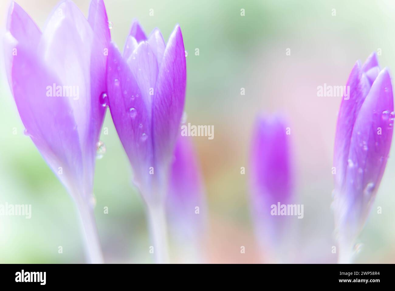 Sfondi naturali primaverili primo piano di fiori di cocco viola con gocce di pioggia sfocate su sfondo verde Foto Stock