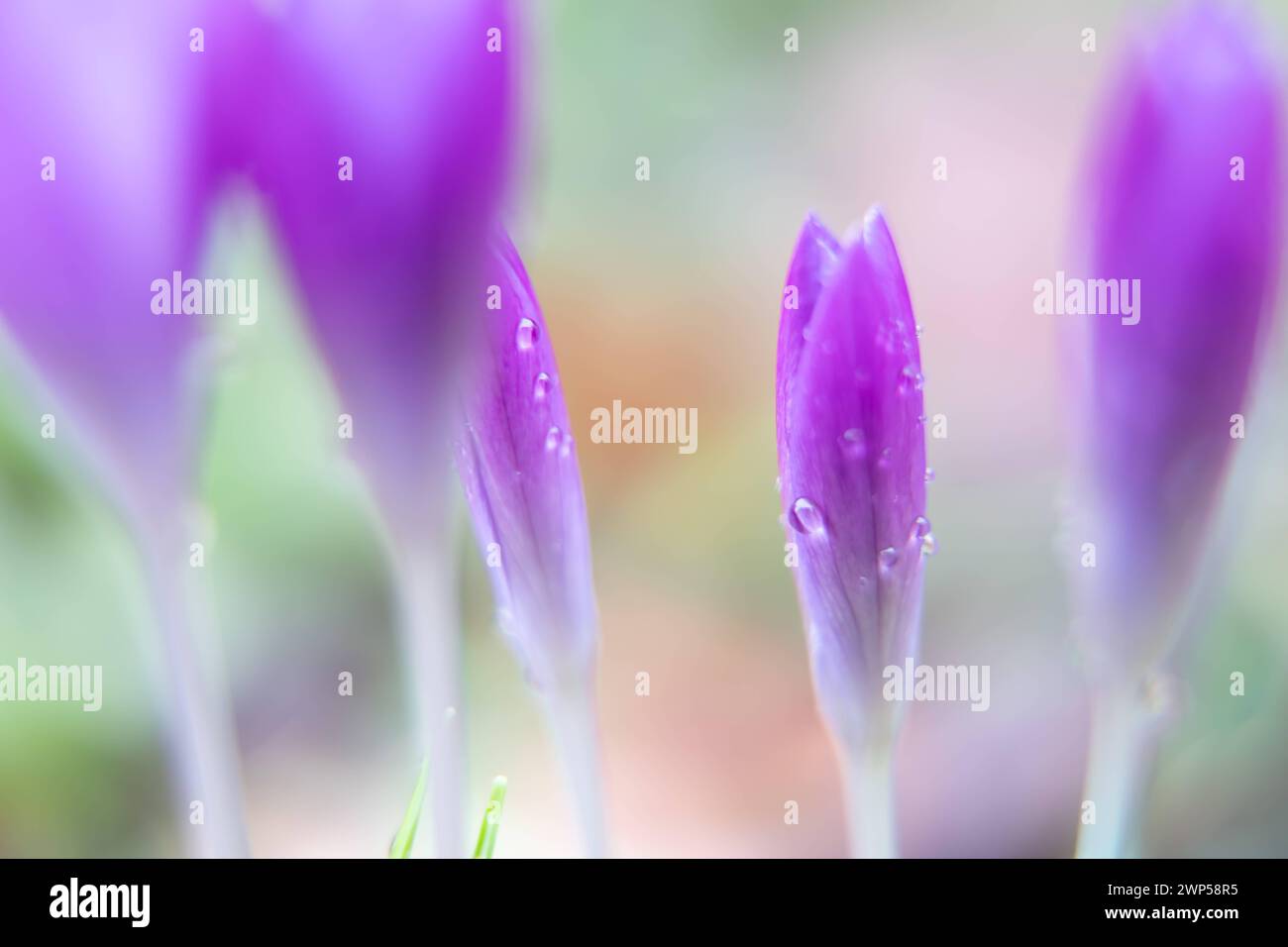 Sfondi naturali primaverili primo piano di fiori di cocco viola con gocce di pioggia sfocate su sfondo verde Foto Stock