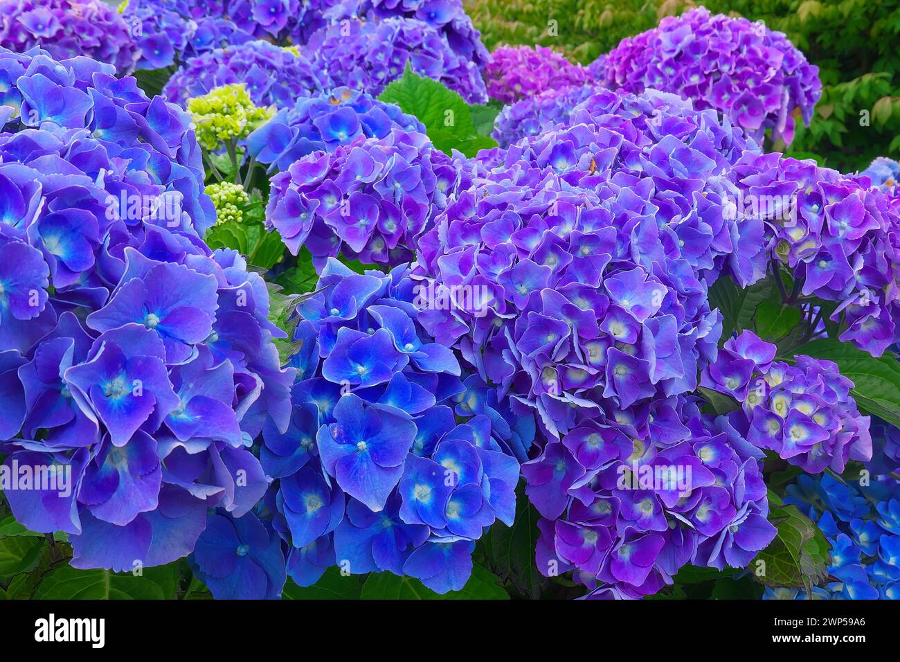 Ortensia a foglia grande (Hydrangea macropylla) - Mophead - Hortensia - sfumature di blu. Foto Stock