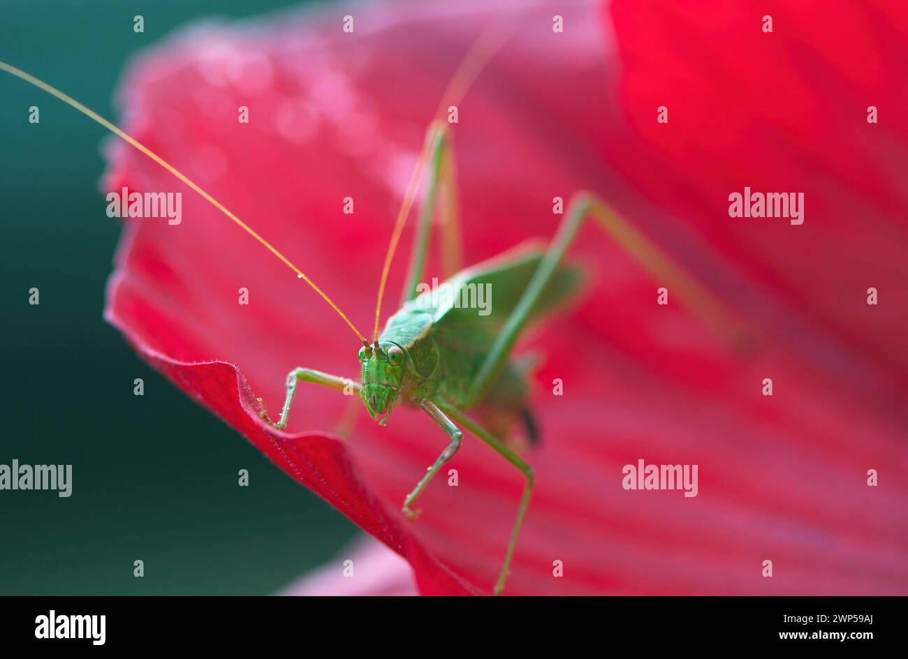 Un Katydid (Microcentrum rhombifolium) su un fiore rosso - fotocamera rivolta - British Columbia, Canada. Foto Stock