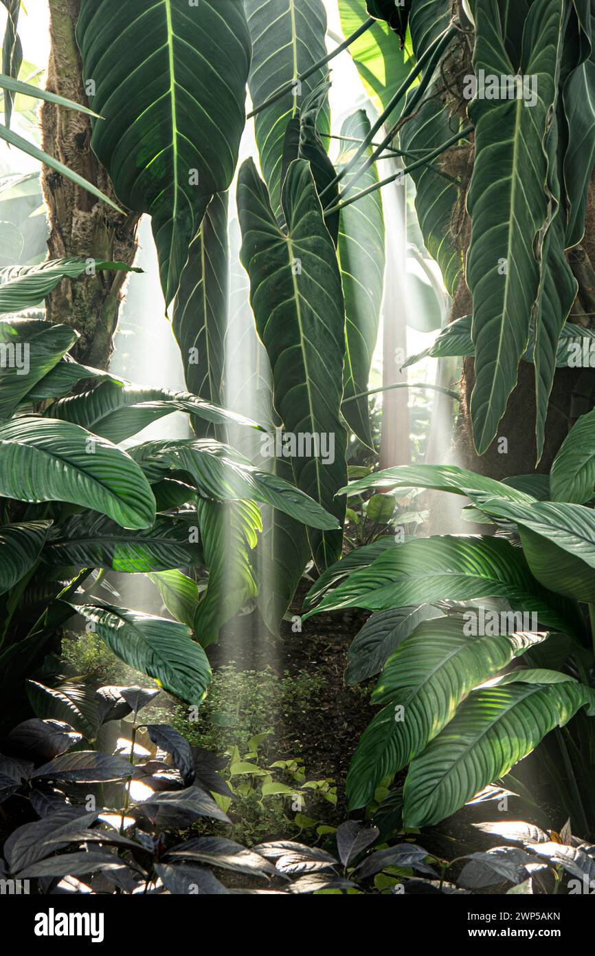 Philodendron melanochrysum della famiglia delle Araceae. Caldo clima tropicale umido tipo giungla con pozzi di luce retroilluminati attraverso la nebbia mattutina. Con una varietà di piante calde in primo piano Foto Stock