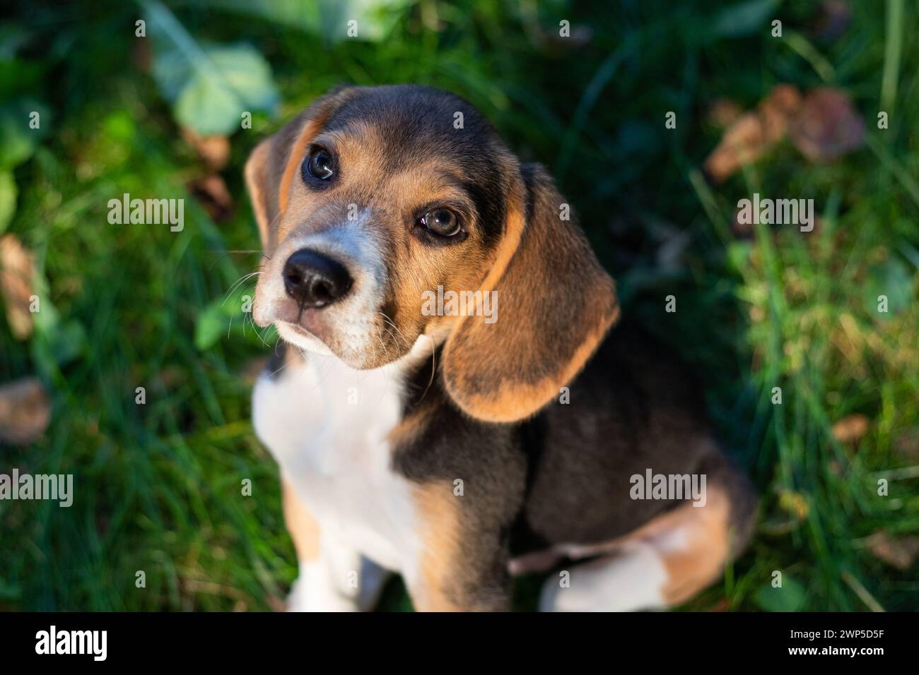 Giovane cane Biggle che gioca fuori in giardino. Foto Stock