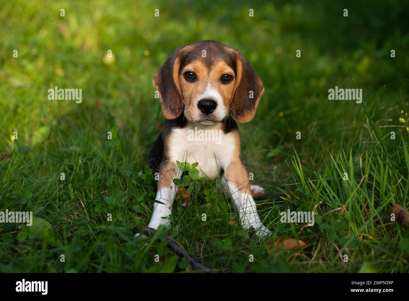 Giovane cane Biggle che gioca fuori in giardino. Foto Stock