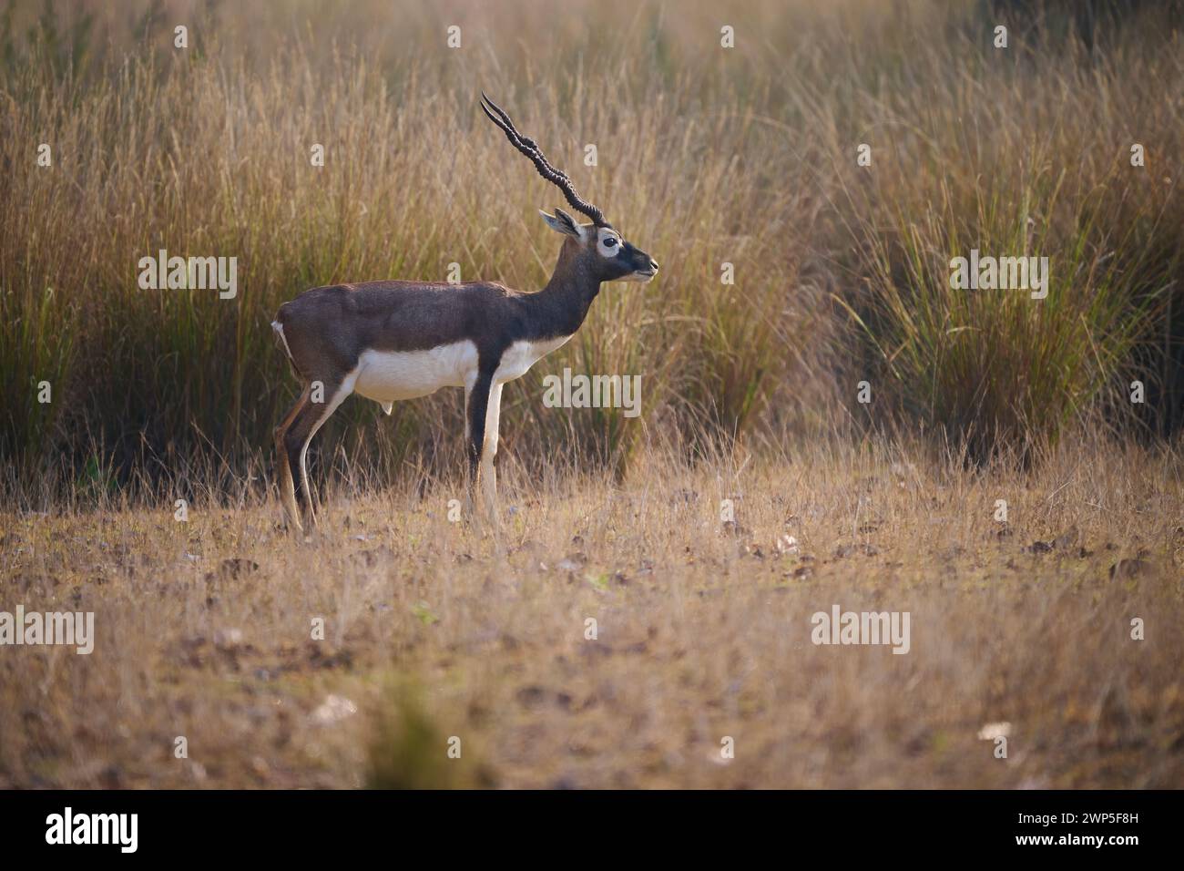 Blackbuck, Kanha National Park, India Foto Stock