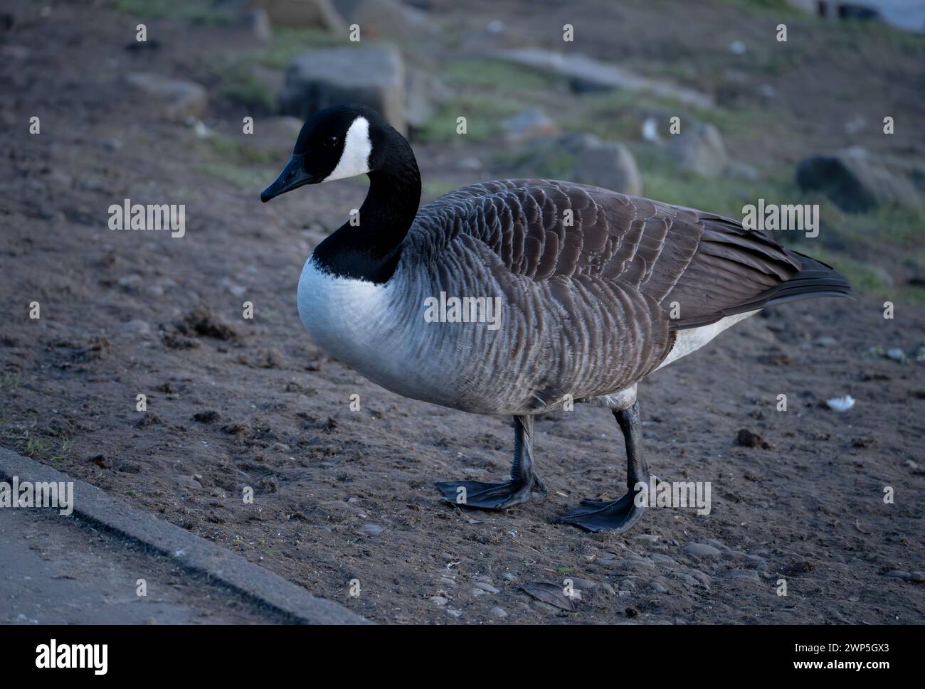 Un oca Canadese Foto Stock