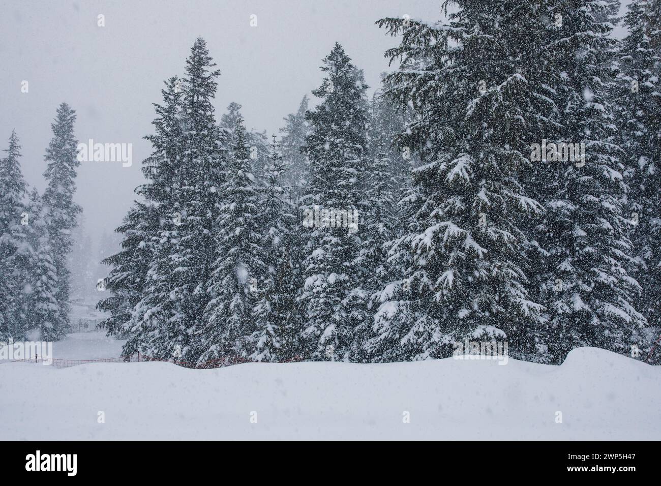 alberi sempreverdi ricoperti di neve in montagna Foto Stock