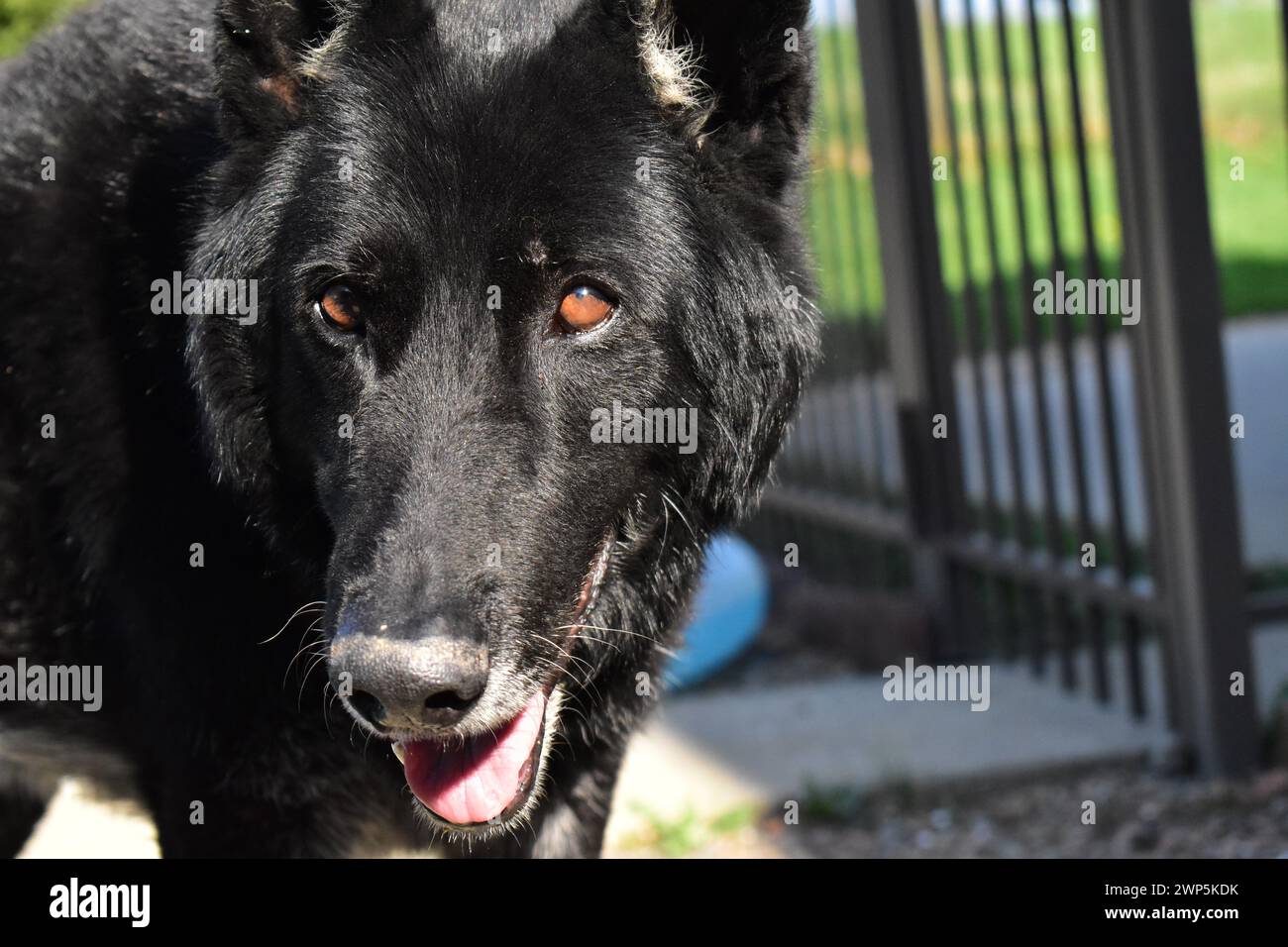 Un cane da pastore tedesco desideroso di giocare a fetch Foto Stock