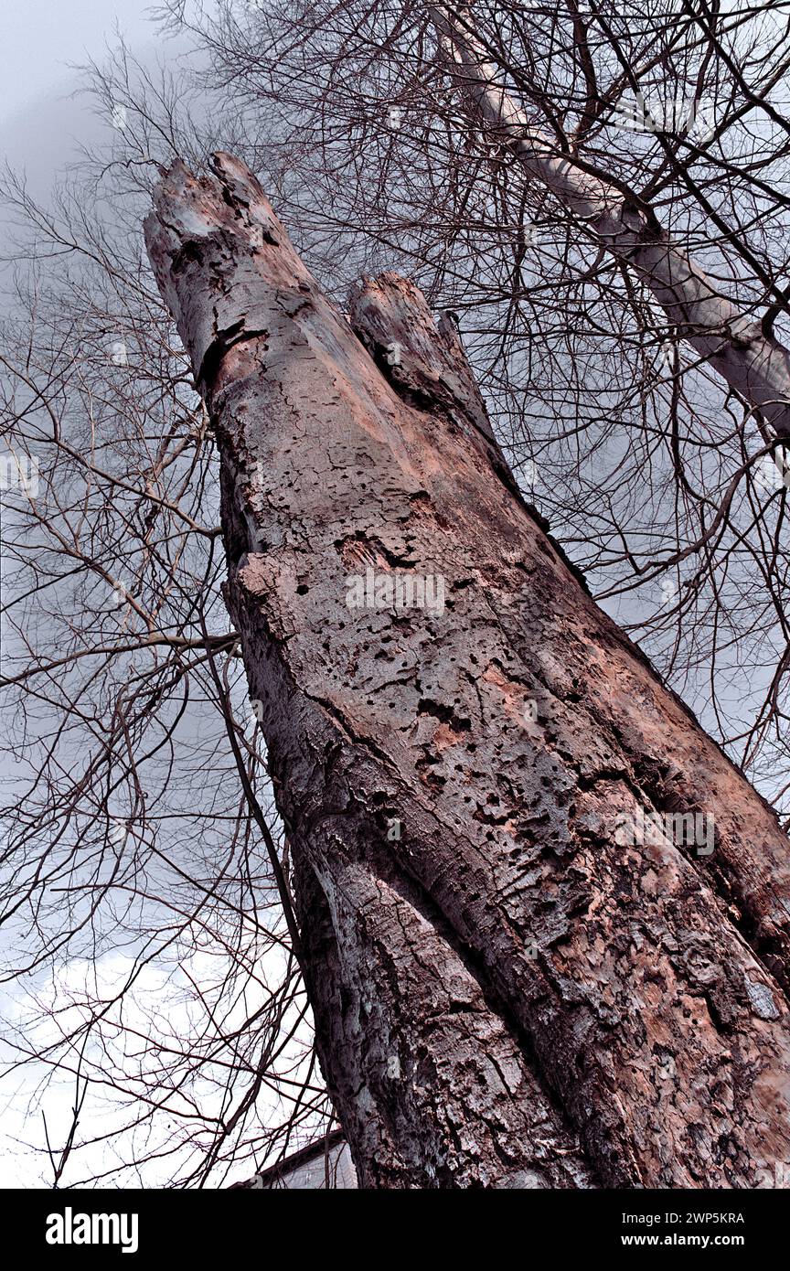 Un vecchio faggio morto, con corona tagliata e corteccia ruvida, si trova all'interno di una foresta della Germania Est, Eberswalde, Germania Foto Stock