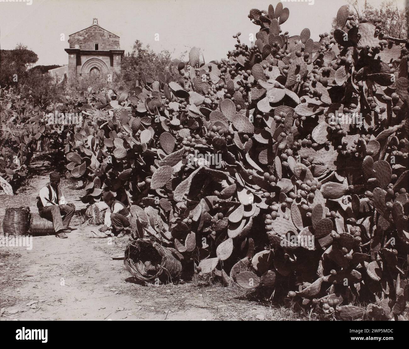 Palermo. Fichi d'Ania '[Palermo. Raccolta di frutta]; Sommer, Giorgio (1834-1914); 1980s (1880-00-00-00-1890-00-00); Varsavia; stampa fotografica / fotografica / stampa da vetro negativo; prodotti da Wzkien / carta / carta fotografica / carta albumina; altezza 19,9 cm, larghezza 25,3 cm; dep.5973 / 104 MNW; tutti i diritti riservati loro.Madeyski, Antoni (1862-1939) - collezione, Palermo (Italia), Sicilia, Italia, deposito (provenienza), fico d'india, piante Foto Stock