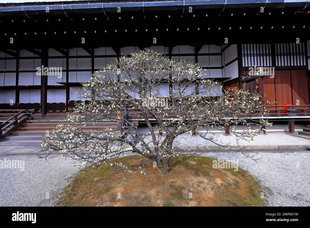 Palazzo Imperiale di Kyoto (Giardino Nazionale di Kyoto Gyoen) ex residenza della famiglia imperiale a Kyotogyoen, Kamigyo Ward, Kyoto, Giappone Foto Stock