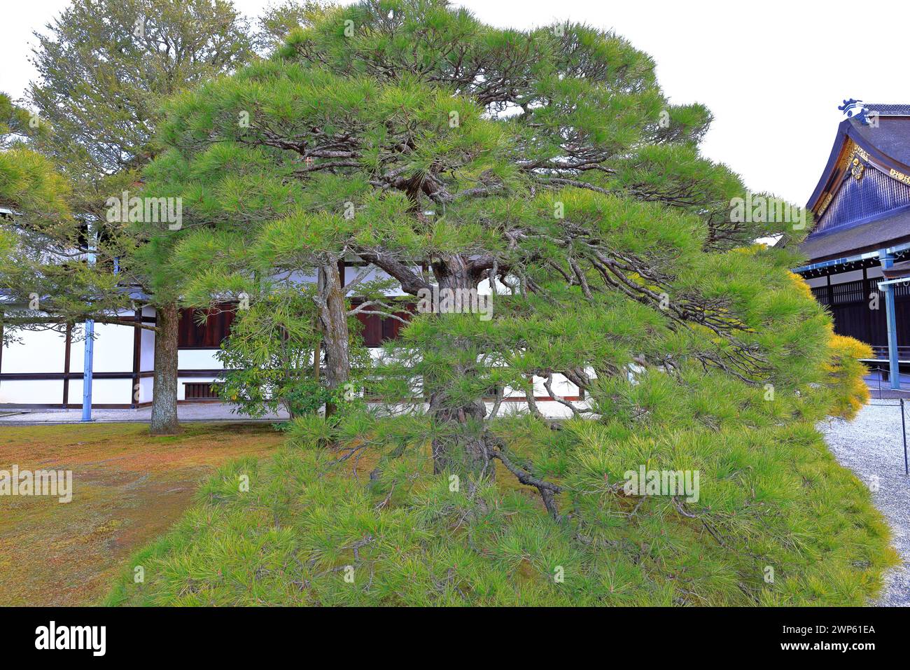 Palazzo Imperiale di Kyoto (Giardino Nazionale di Kyoto Gyoen) ex residenza della famiglia imperiale a Kyotogyoen, Kamigyo Ward, Kyoto, Giappone Foto Stock