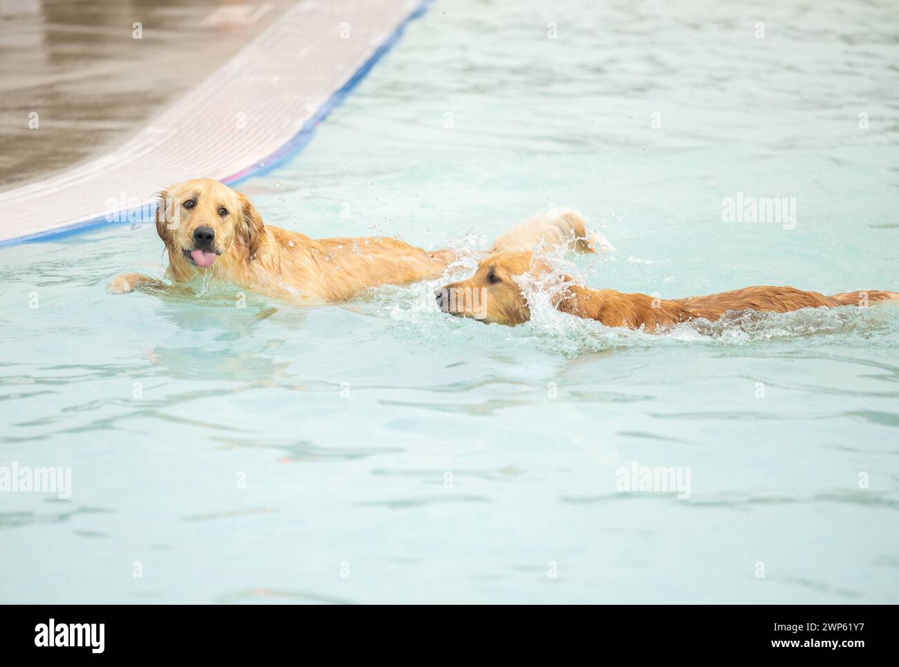 Due Golden retriever che giocano in una piscina Foto Stock