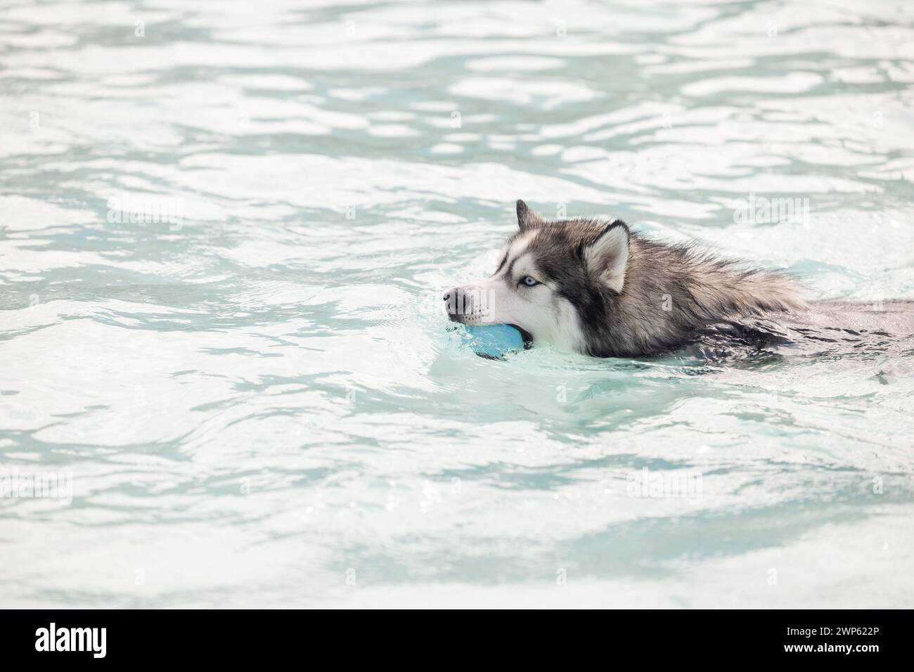 Un cane husky che nuota in una piscina con una palla in bocca Foto Stock