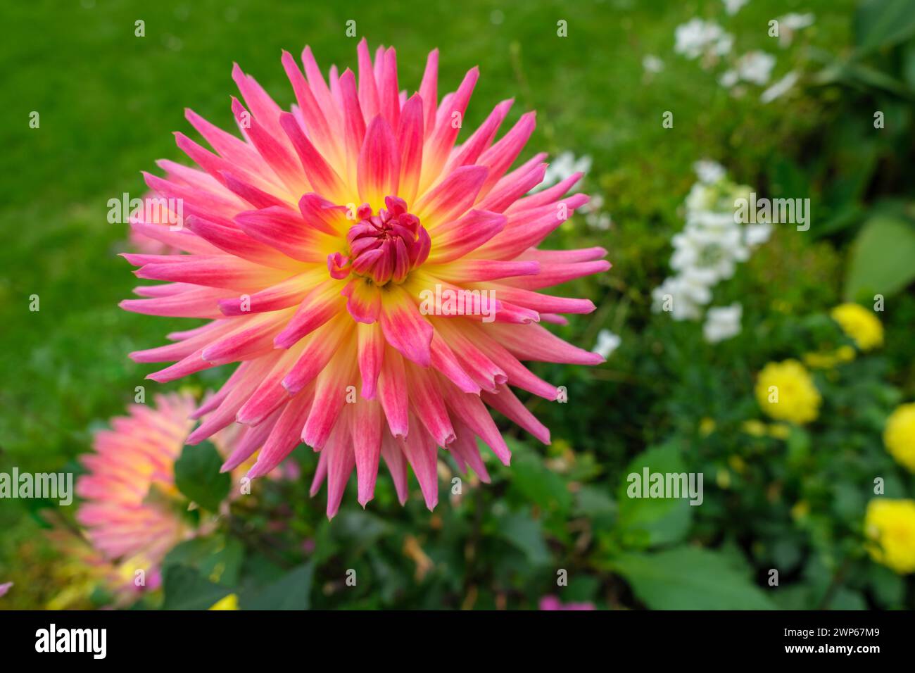 Spettacolo: Gigante rosa e giallo dahlia dimostra la sua bellezza con altri fiori e erba verde complementare sfocata sullo sfondo Foto Stock