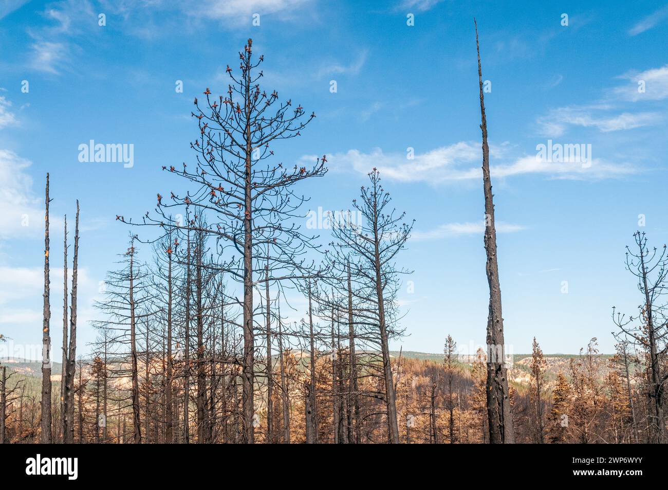 Danni causati da incendi boschivi al Bryce Canyon National Park nello Utah meridionale, Stati Uniti Foto Stock