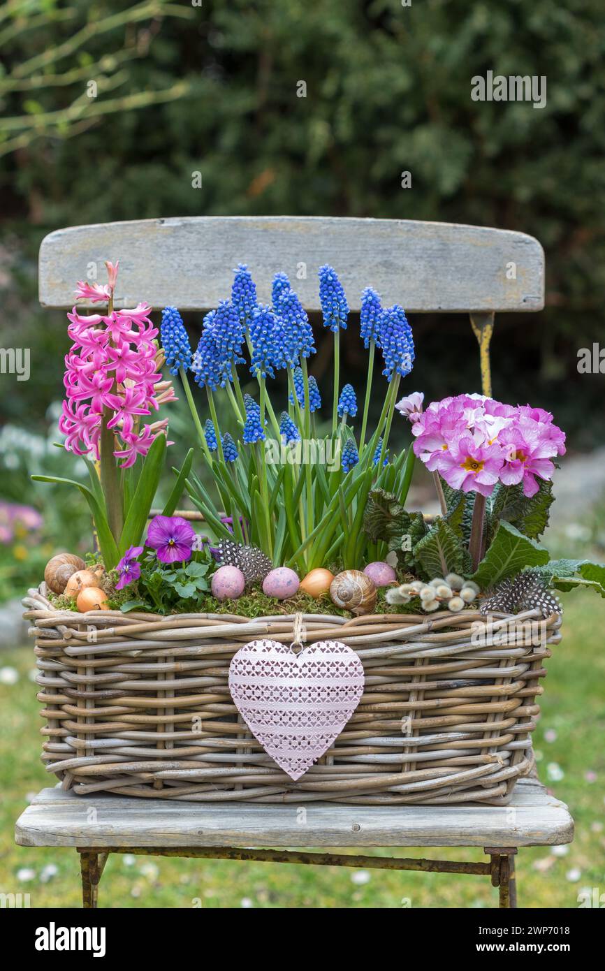 primula rosa, giacinto e giacinto d'uva blu in un cesto in giardino Foto Stock