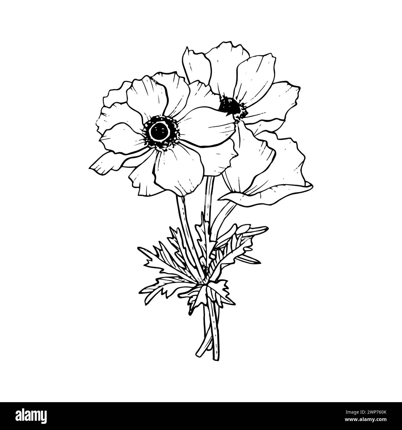 Bouquet di fiori di papaveri bianchi e neri Illustrazione Vettoriale