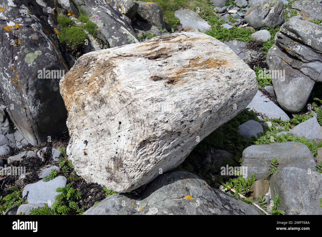 Enorme tronco di alberi scavato sulla costa dell'Isola di Mull, nelle Ebridi interne della Scozia Foto Stock